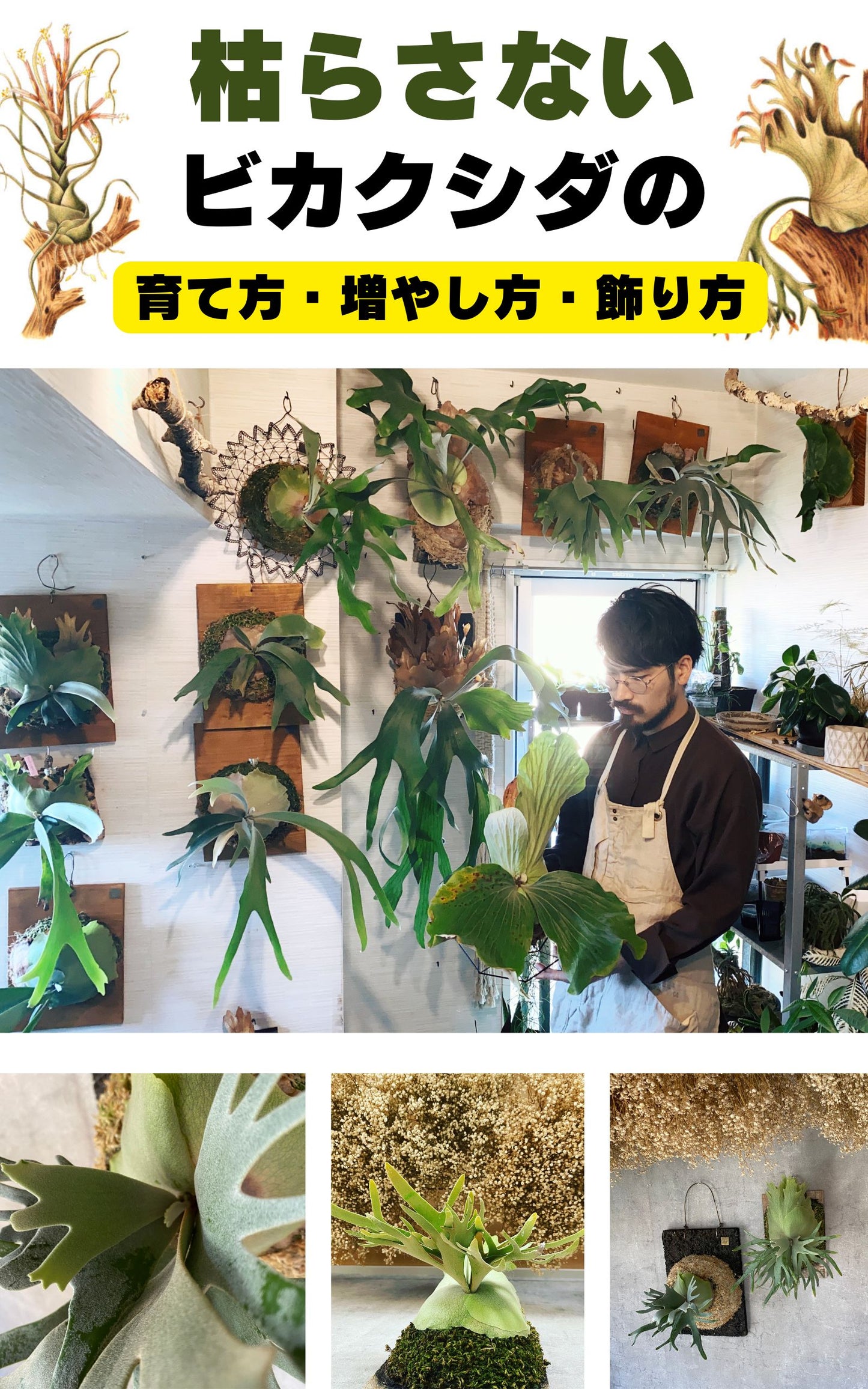 枯らさないビカクシダの育て方・増やし方・飾り方 サイン入り本