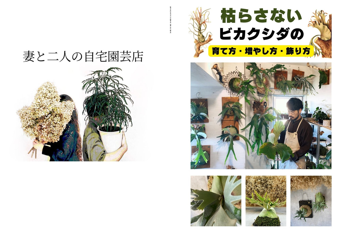 枯らさないビカクシダの育て方・増やし方・飾り方 サイン入り本