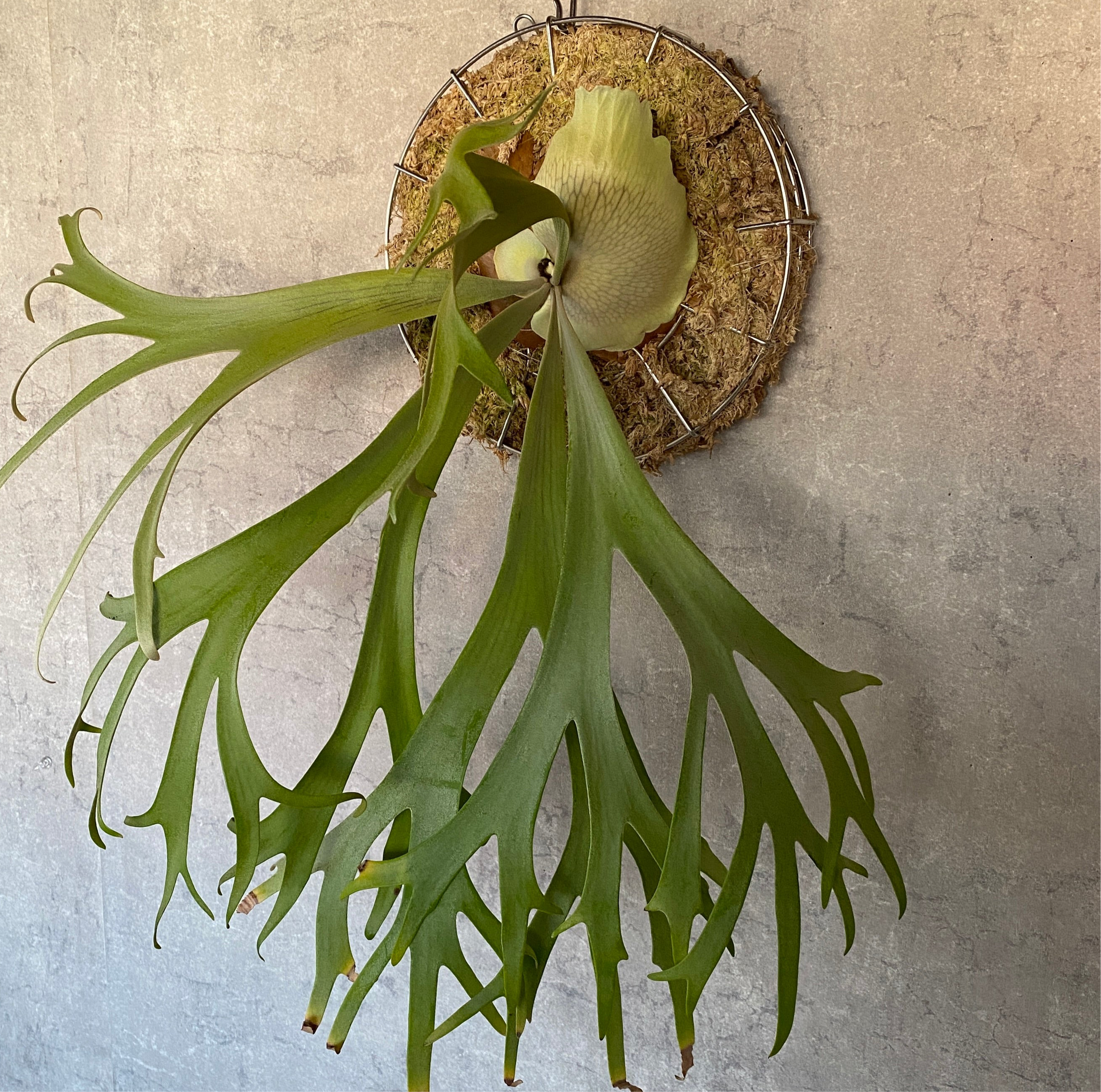 ビカクシダ・ムーンライト月光爪哇 子株 – 妻と二人の自宅園芸店 ビカクシダ・ムーンライト月光爪哇 子株 – 妻と二人の自宅園芸店