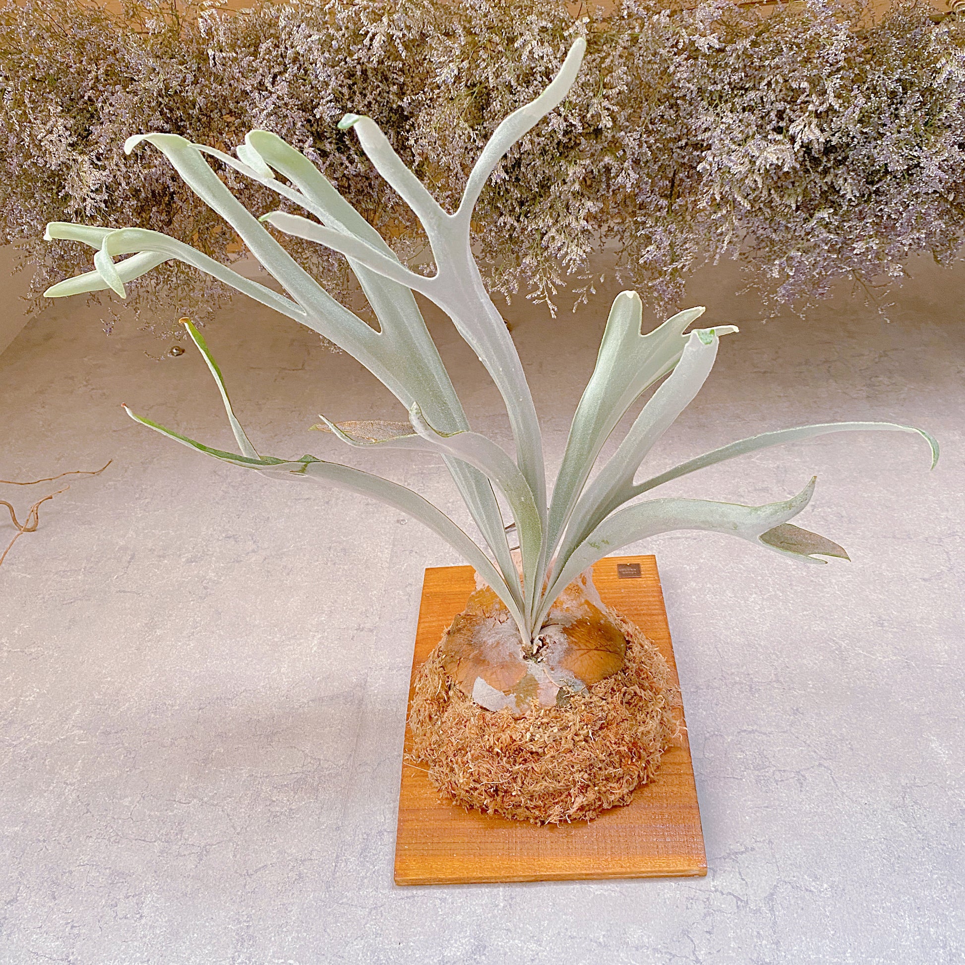 P. veitchii Auburn river ベイチー AR アーバンリバー（ビカクシダ 