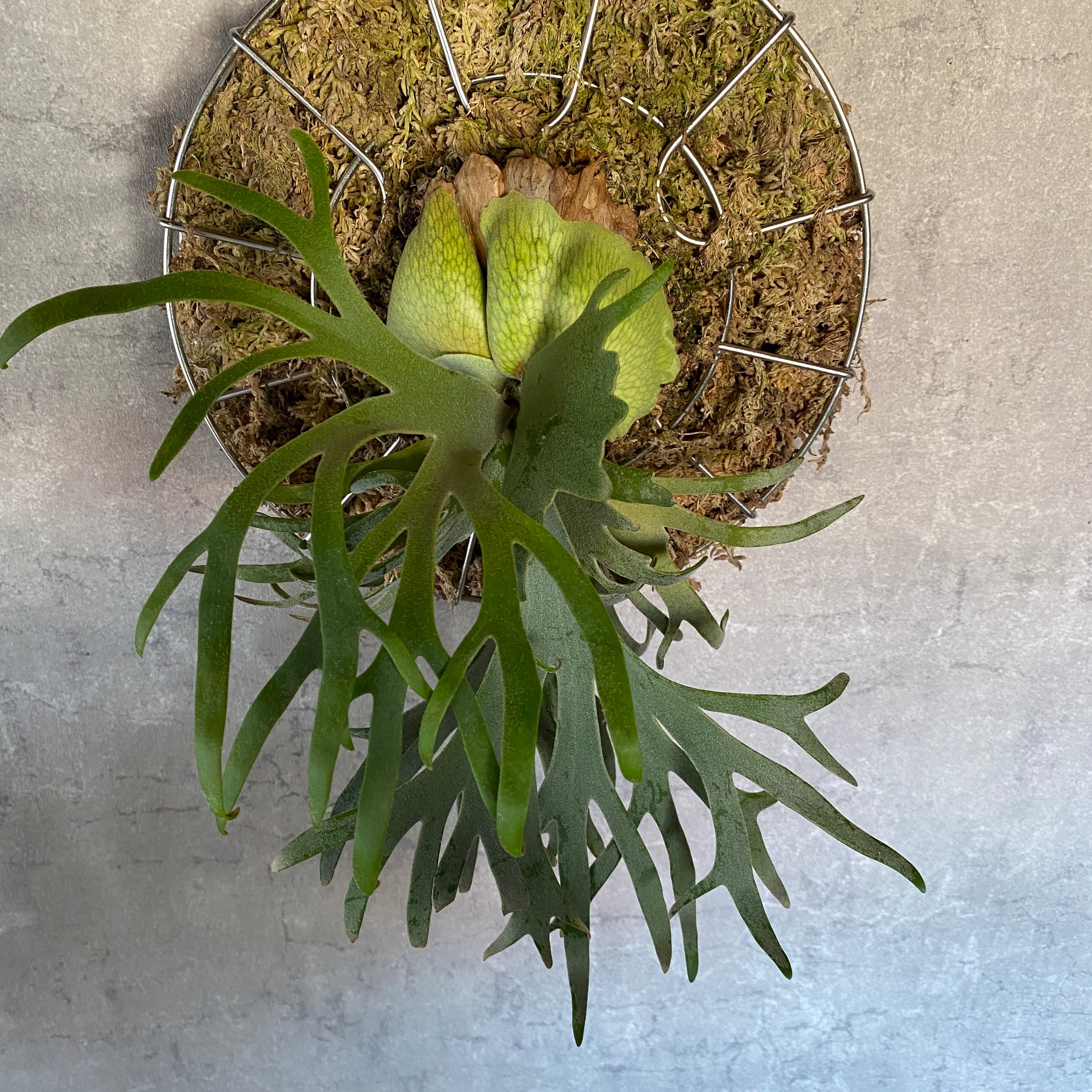 ビカクシダ・ウィリンキー・ジェイドガール ステンレスバスケット – 妻