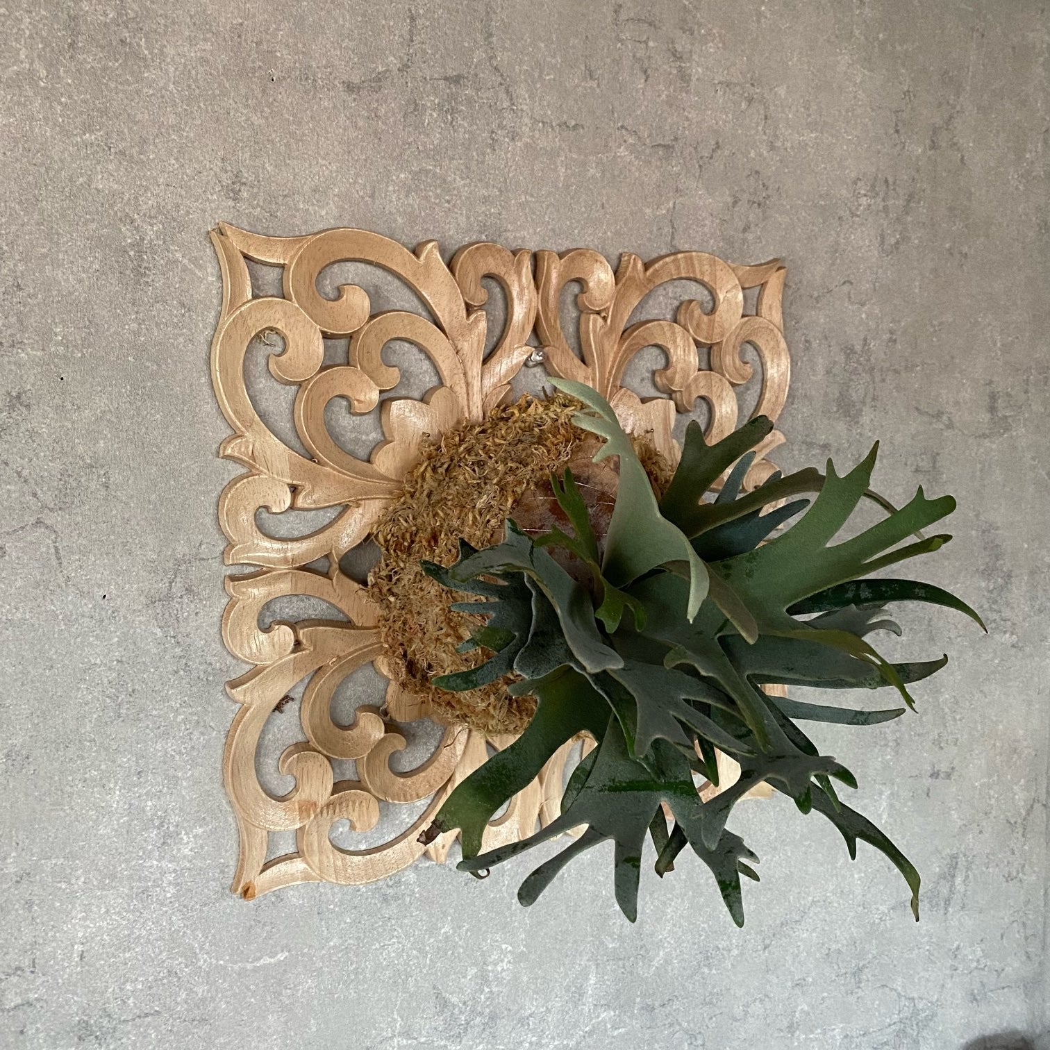 ビカクシダ jade girl 極美 最高傑作 ビカクシダ ジェイドガール 極美