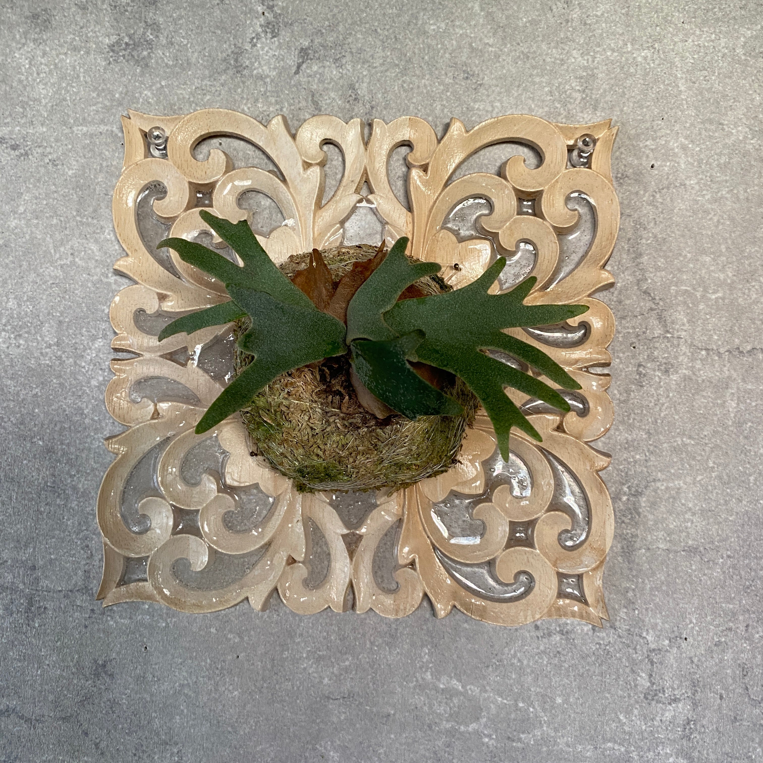 ビカクシダ・ウィリンキー・バクテリア – 妻と二人の自宅園芸店