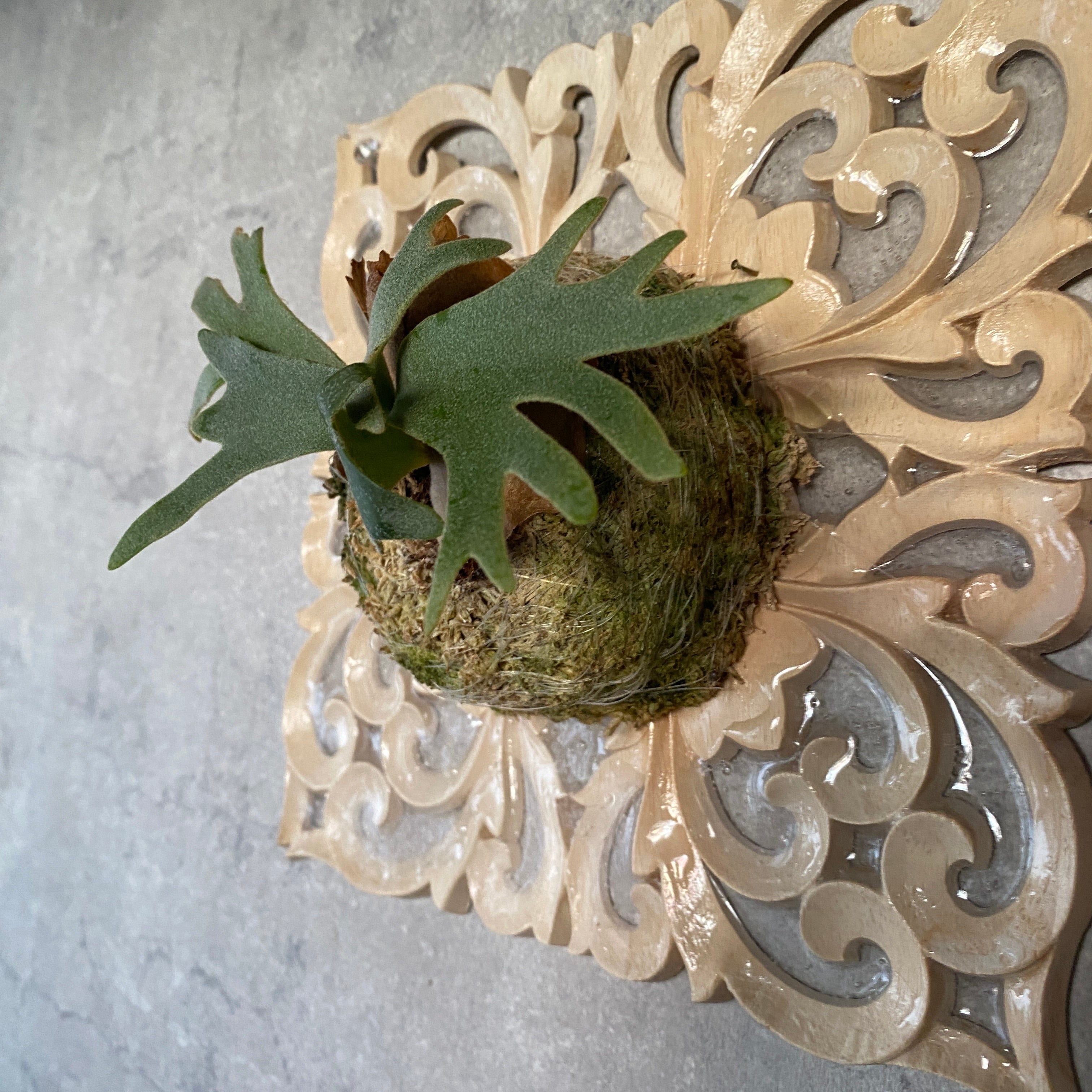 ビカクシダ・ウィリンキー・バクテリア – 妻と二人の自宅園芸店