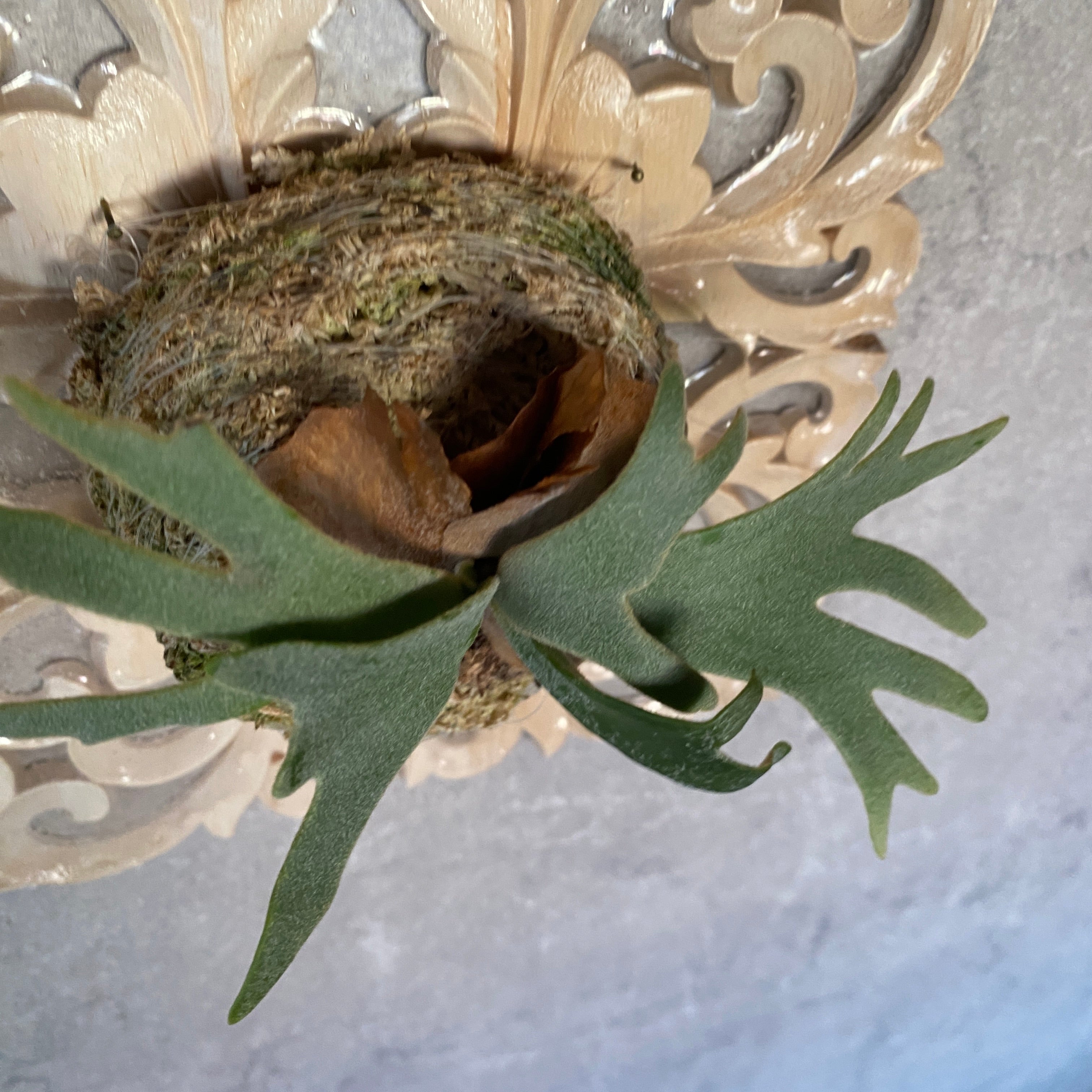 ビカクシダ・ウィリンキー・バクテリア – 妻と二人の自宅園芸店